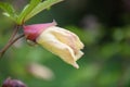 Aibika Abelmoschus manihot, budding yellow flower